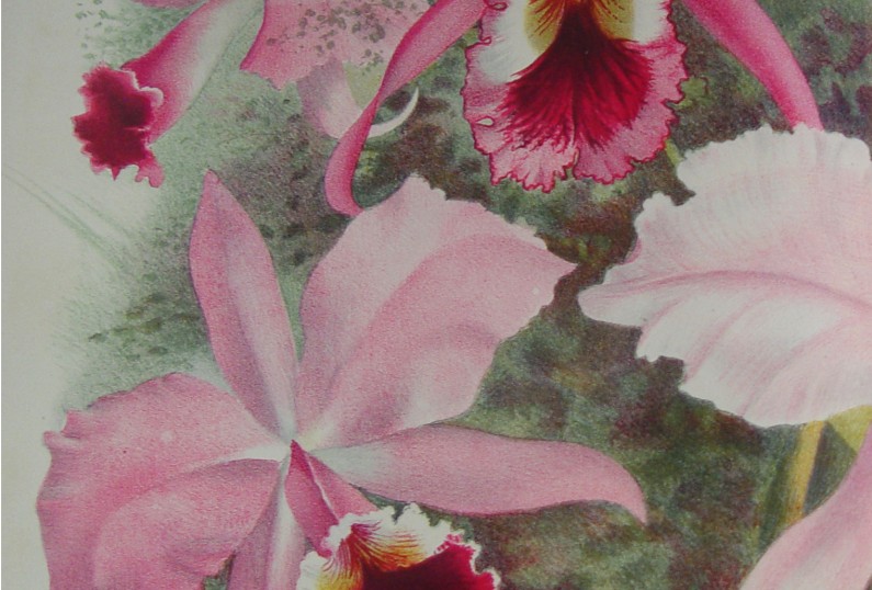 Lindenia. Iconographie des orchidèes