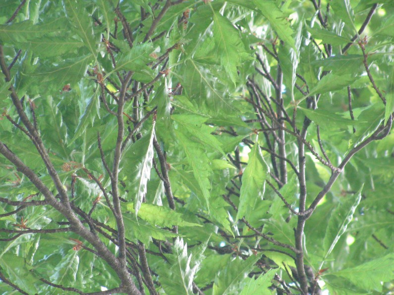 Faggio (Fagus sylvatica)