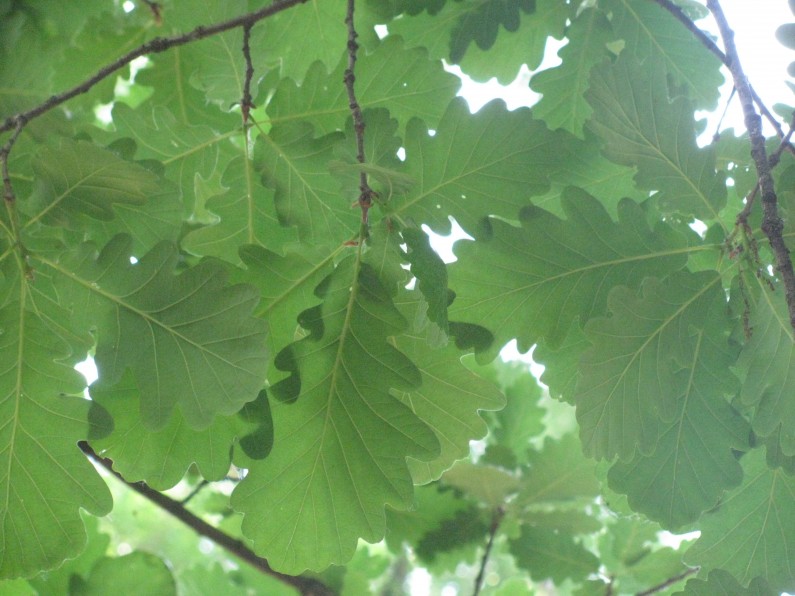 Roverella (Quercus Pubescens)
