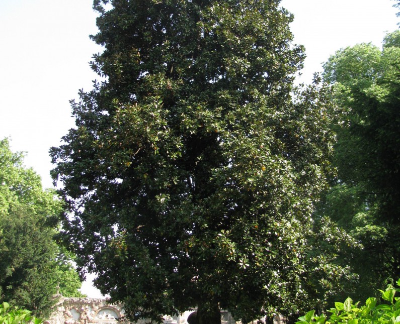 Magnolia (Magnolia grandiflora)