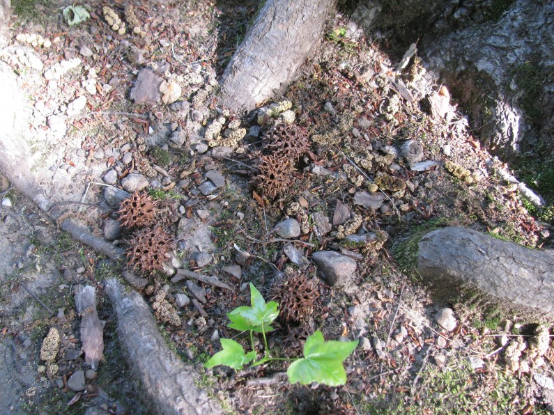 Liquidambar (Liquidambar styraciflua)