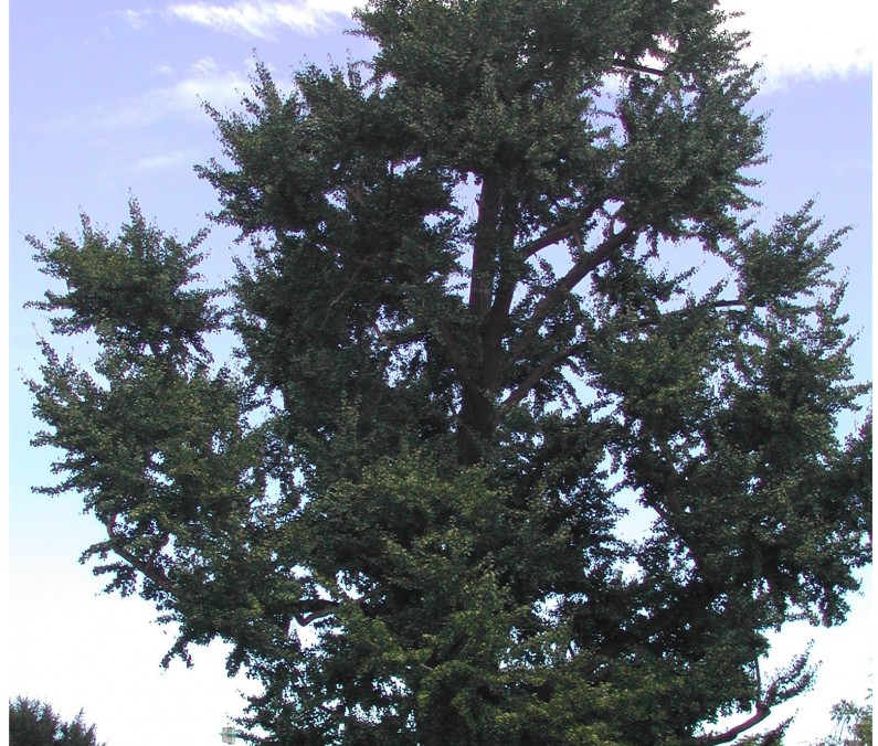 Ginkgo (Ginkgo biloba)