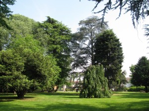 Cedro dell'Himalaya e Cedro dell'Atlante