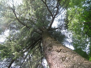 Cedro dell'Himalaya e Cedro dell'Atlante