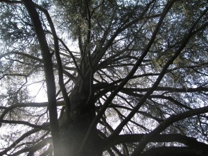 Cedro dell'Himalaya e Cedro dell'Atlante